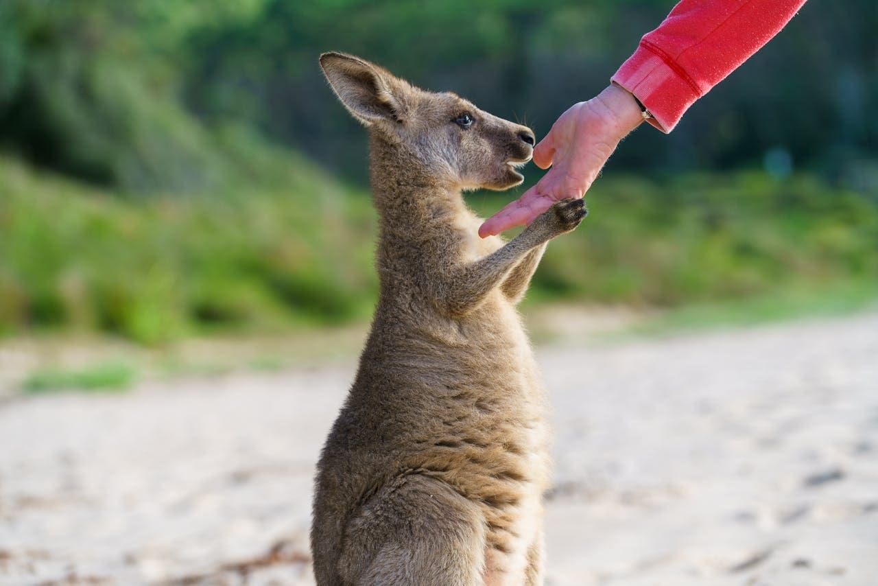 kangaroo